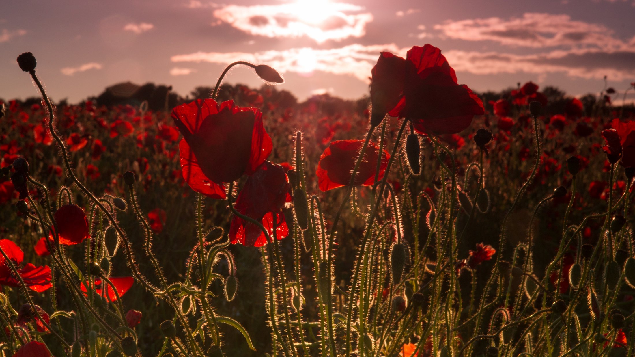Poppy field