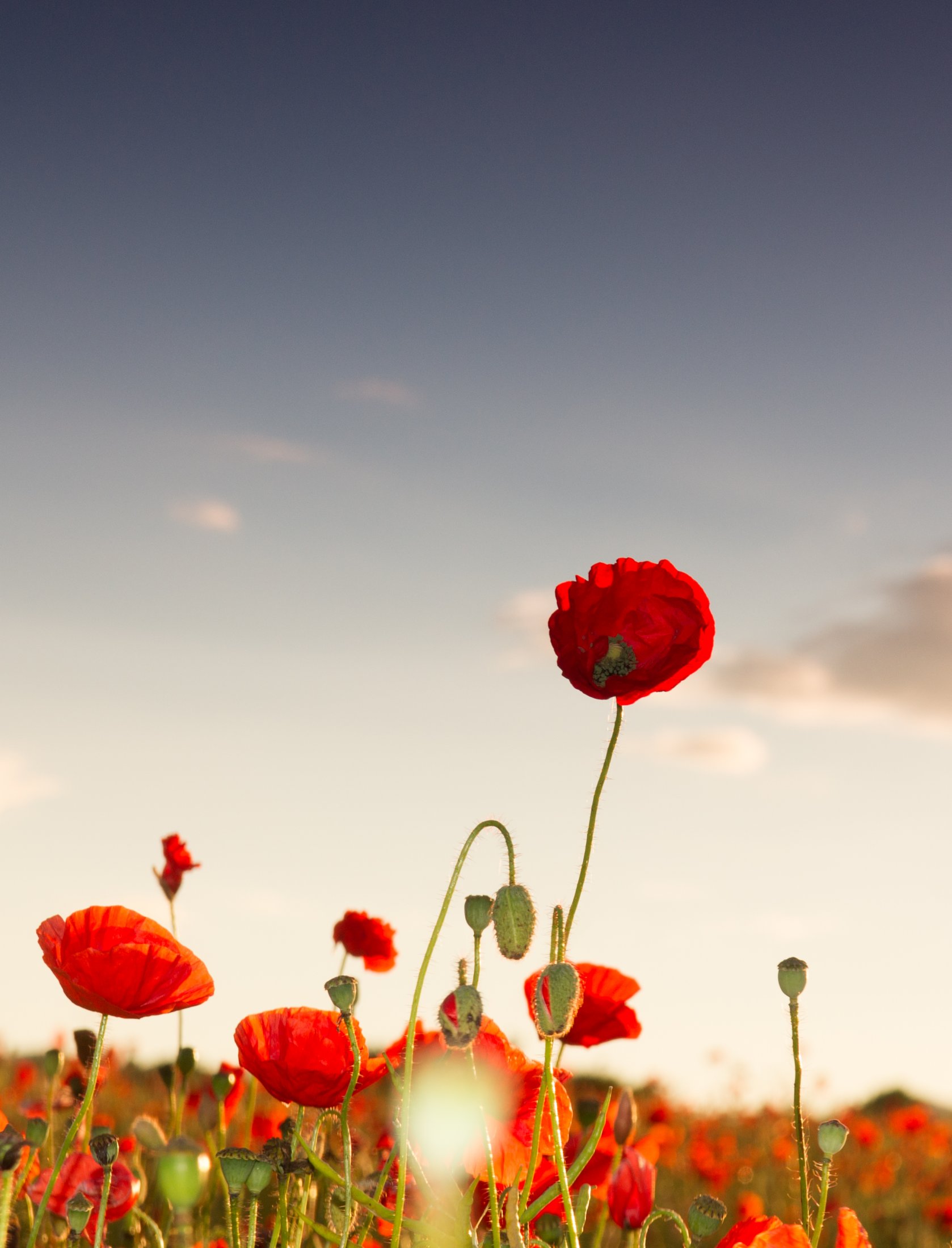 Poppy field