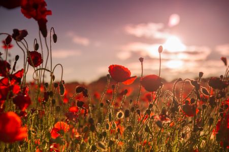 Poppy Field